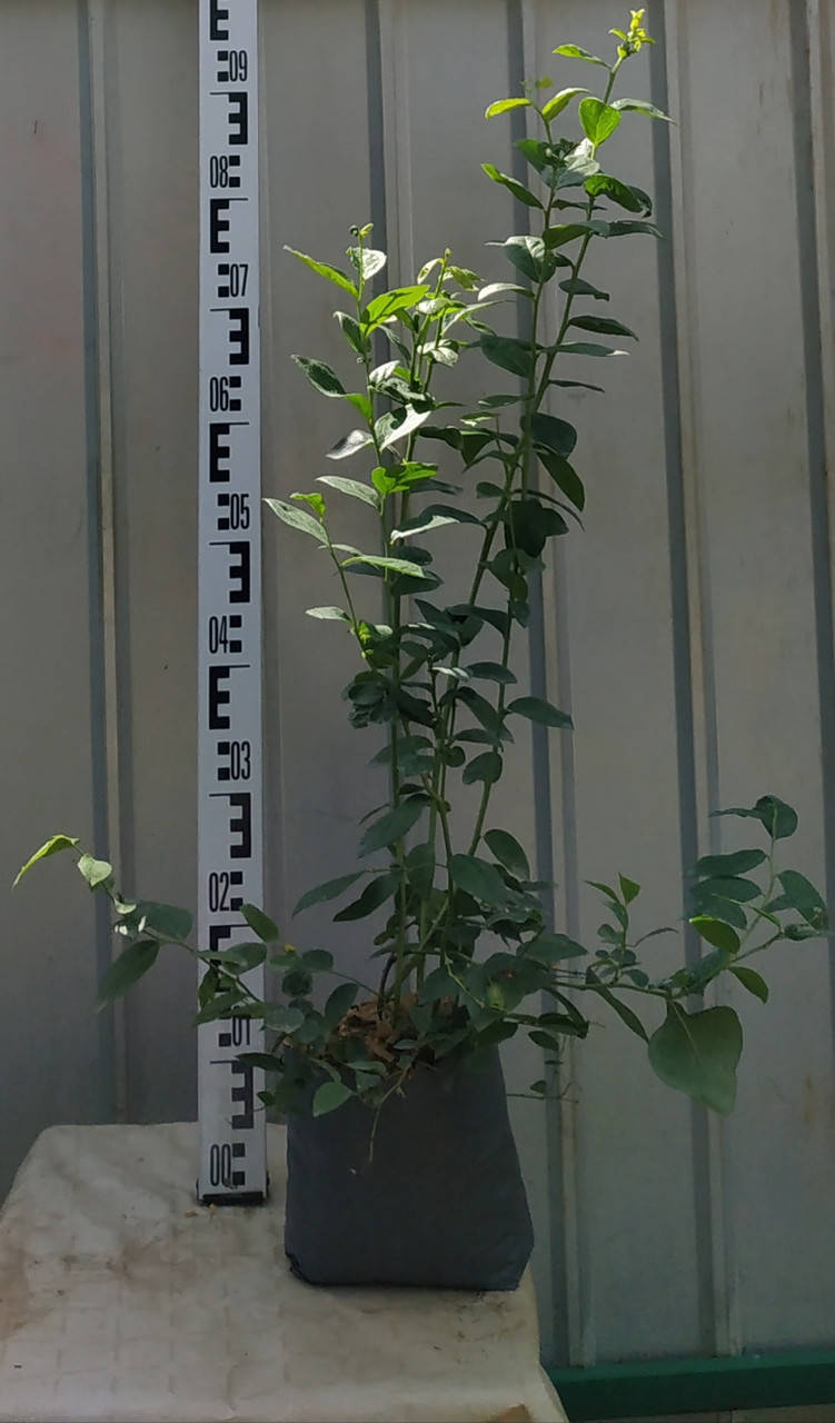 

"БлюКроп" - двухлетние саженцы голубики в контейнере 2 л.