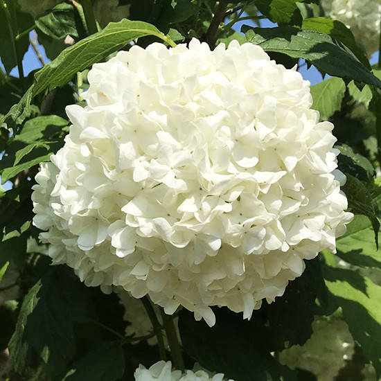 

Калина обыкновенная Розеум / Viburnum opulus Roseum / Р9