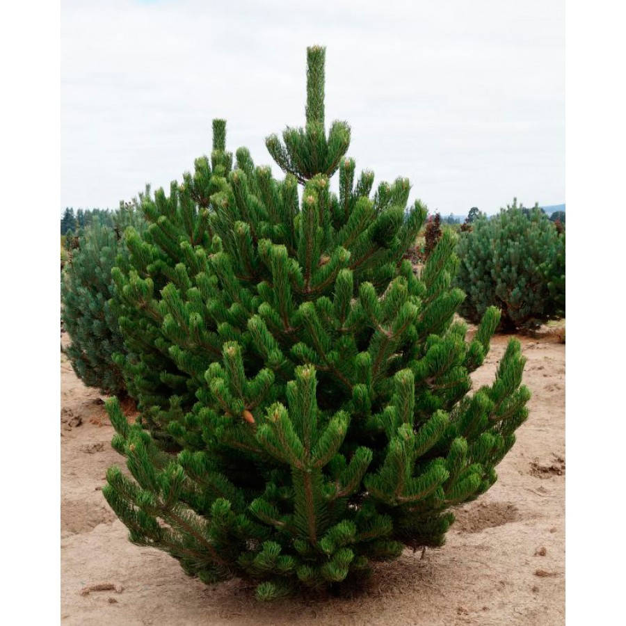 

Pinus nigra Oregon Green C-5