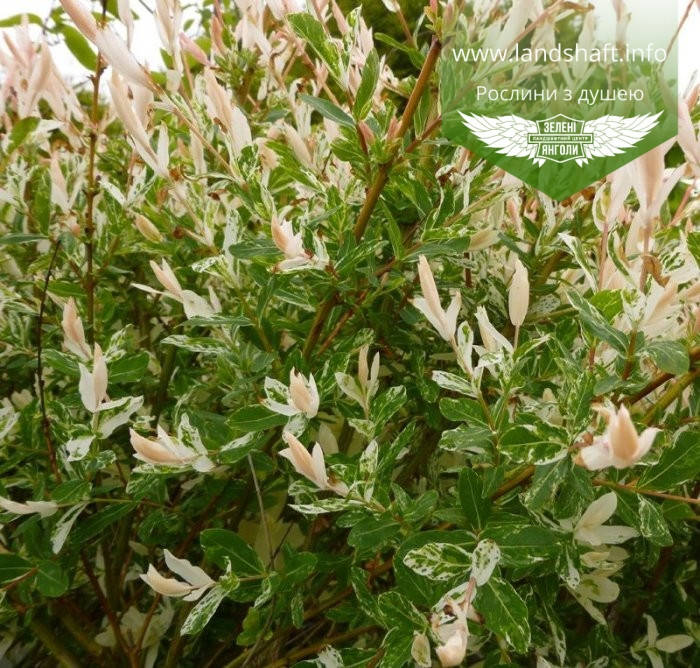 

Верба цільнолиста 'Хакуро-Нішікі',P9 - горщик 9х9х9