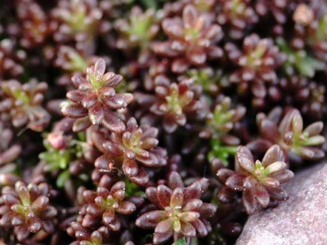 

Седум «Атропурпуреум» Sedum «Atropurpureum» (13)