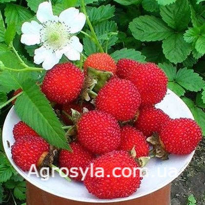 

Малина “Мао-Мао”