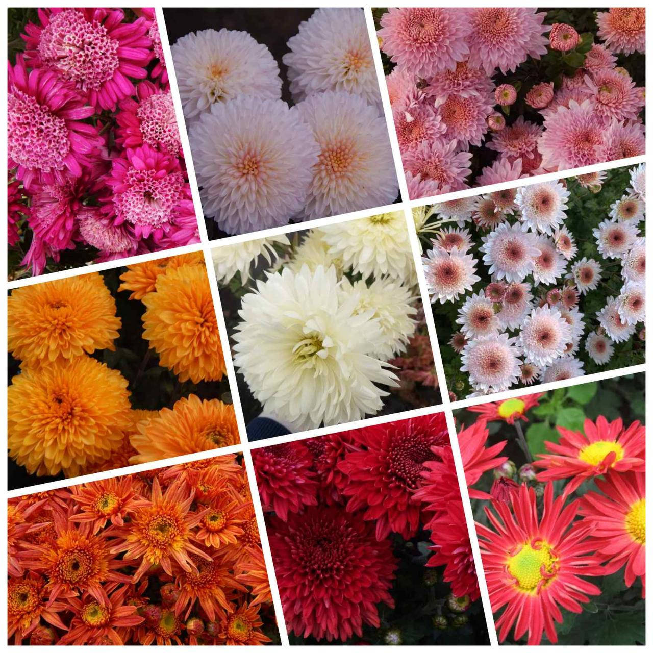 

Набор корейской хризантемы ( укорененный черенок) из 7 шт