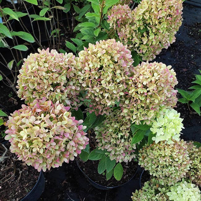 

Гортензия метельчатая Литл Лайм / Little Lime / С7,5