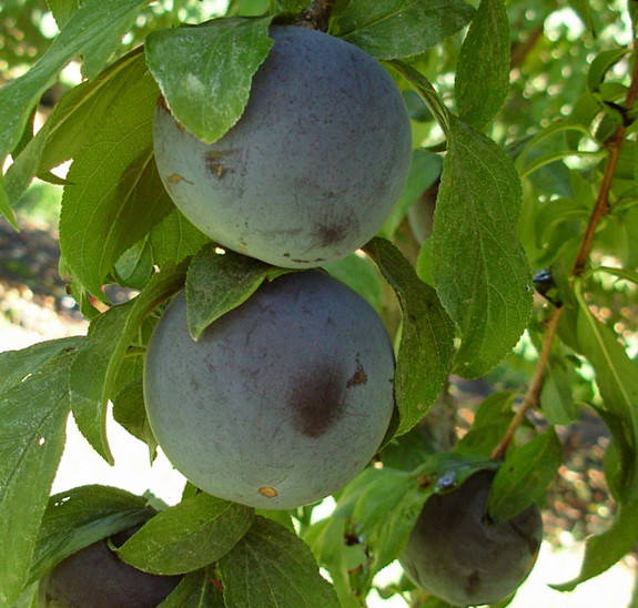 

Слива Блек Голд. (ввв). Подвой пумиселект