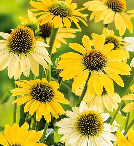 

Эхинацея гибридная " Меллоу Еллоу " \ Echinacea Mellow Yellow ( саженец р9)