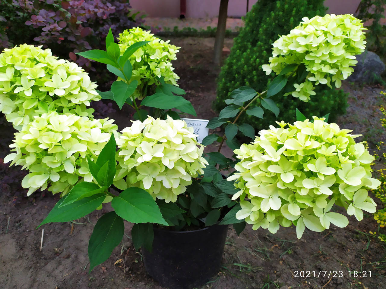 

Саженцы гортензии метельчатой Скайфолл (Hydrangea pan. Skyfall)