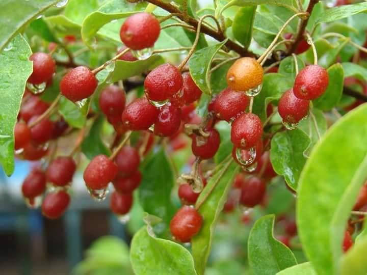 

Саджанці Гумі (2 роки)