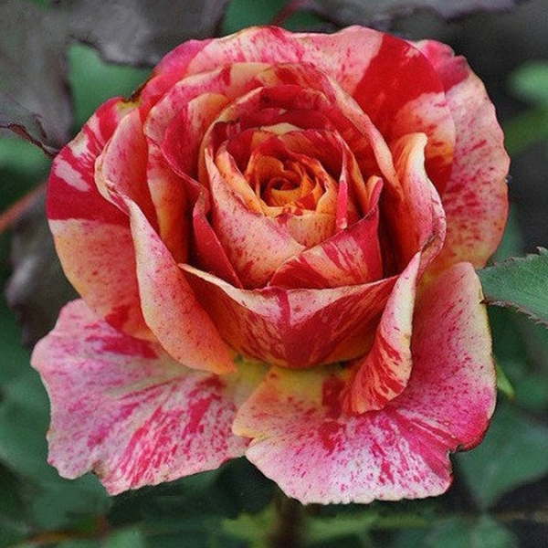 

Саженцы роз «Фаер Крек» (чайно-гибридных) ЗКС