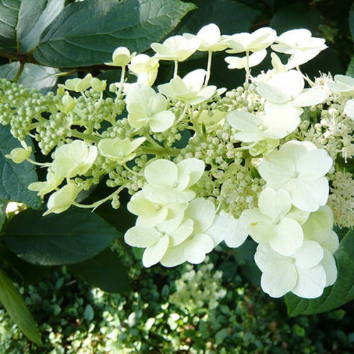 

Гортензія волотиста Юнік / Hydrangea pan. 'Unique' С3 / Н80-100