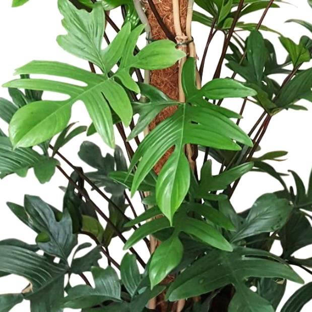 

Филодендрон педатум, Philodendron pedatum, Зелёный