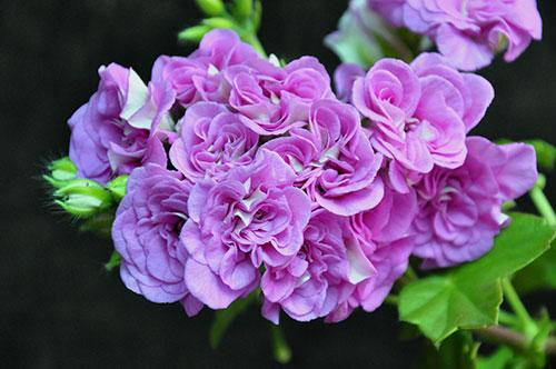 

32п . Mauve beauty, Сиреневый