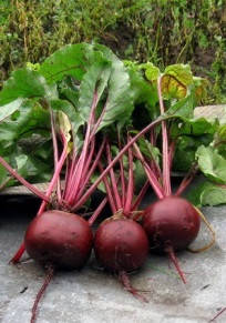 

Свекла "Красный шар" семена 2 г