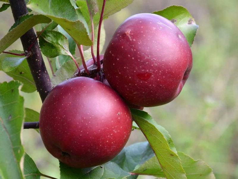 

Яблоня Байя Мариса (красномясое)