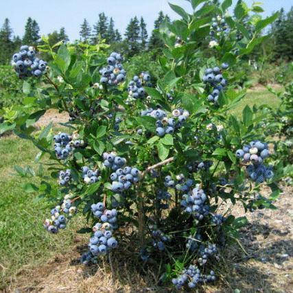 

Голубика Дюк ранняя, Vaccinium corymbosum Duke