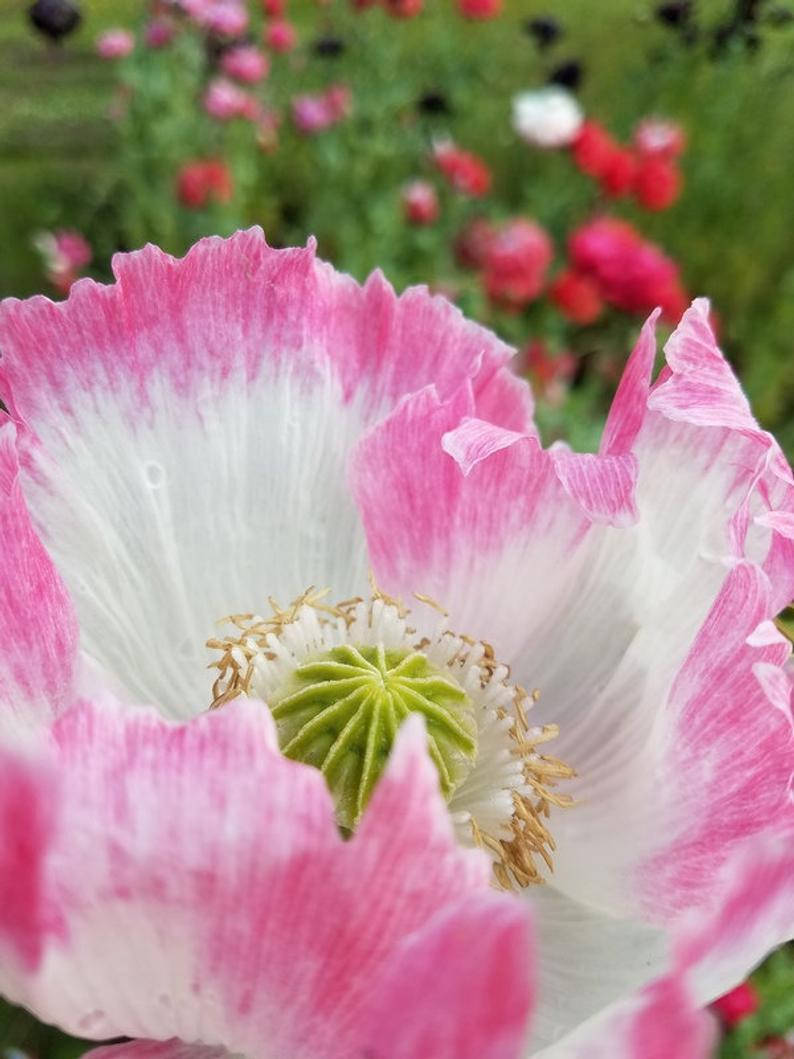 

Мак AMPHORA PINK & WHITE