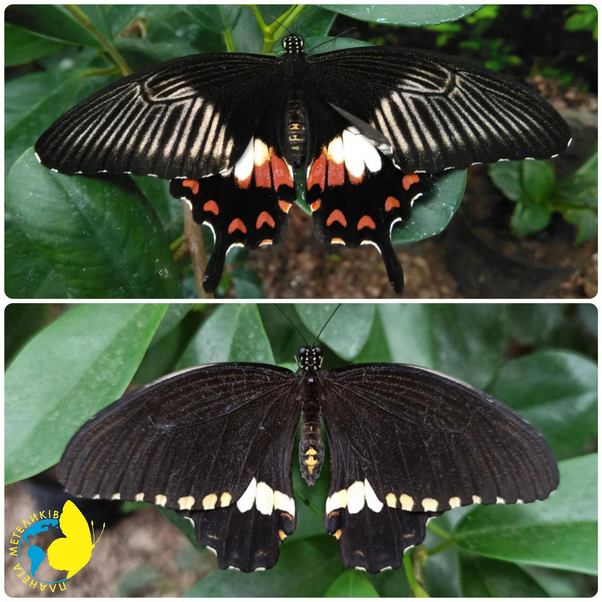 

Живая тропическая бабочка Papilio polytes
