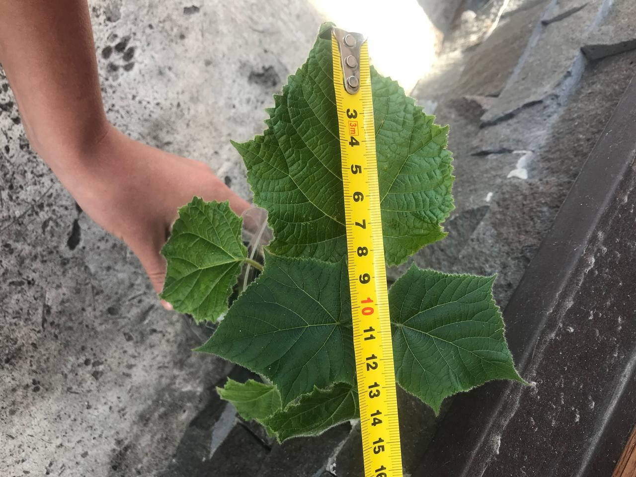 

Саженцы Павловнии декоративного сорта, размер от 15см. У нас бесплатная доставка и лучшие цены