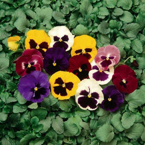 

Семена Виола Колоссус F1 , Смесь с глазком 100 семян Syngenta, Разные цвета