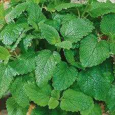 

Мелисса Лимонный бальзам