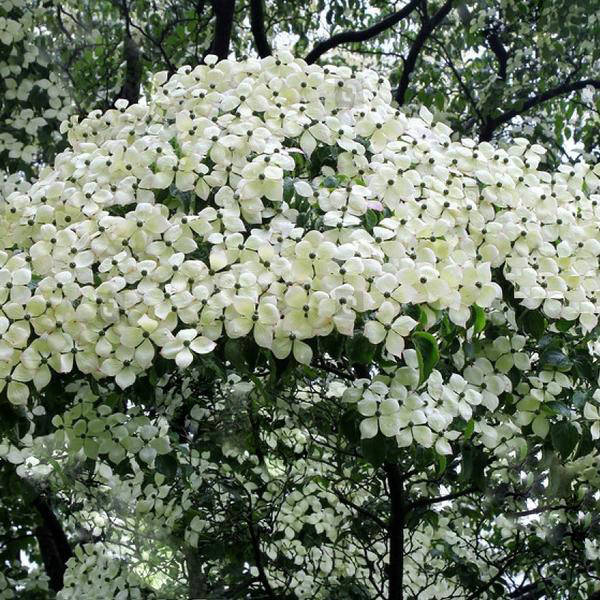 

Дерен коуза Милки Вей / Cornus kousa Milky Way / С5 h 100-120