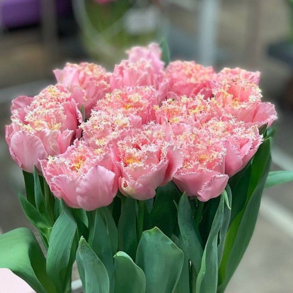 

Тюльпан PINK MAGIC 2 шт.