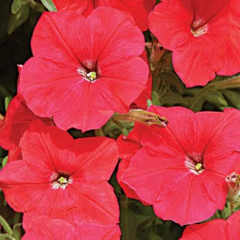 

Семена Петуния ампельная Лавина Красная F1, 50 семян Cerny Seed Садыба Центр, Красный