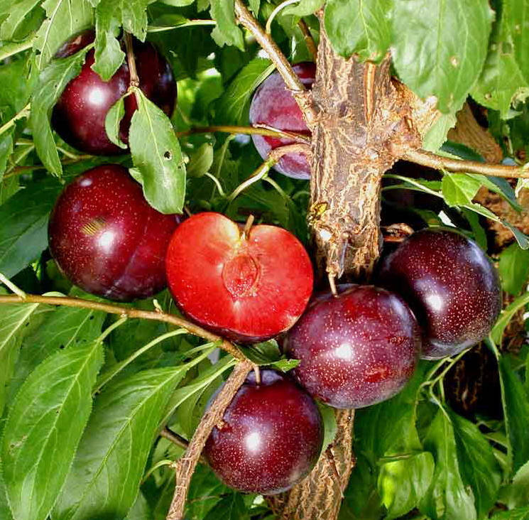 

Слива Кримсон Гло /Crimson Glo/. (вс). Подвой алыча