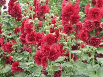 

Мальва красная махровая 5 сем