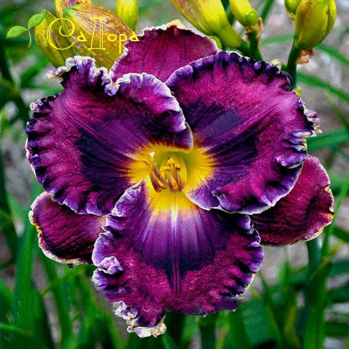 

Лилейник Блу Рейсер (Blue Racer)