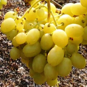 

Виноград ранний Нельсон. В контейнерах.