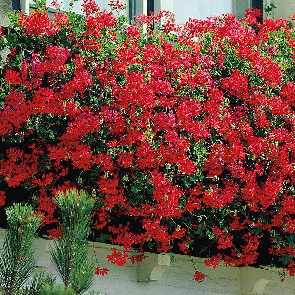 

Пеларгония ампельная Balcon Red, Белый