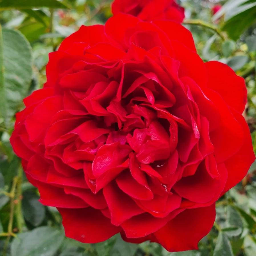 

Бельканто (Belkanto)