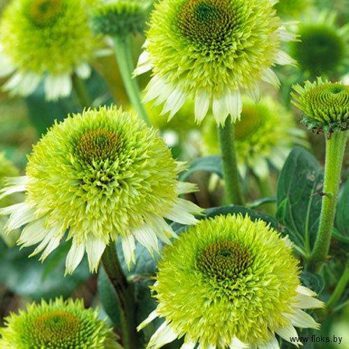 

Эхинацея Ханидью (Honeydew)