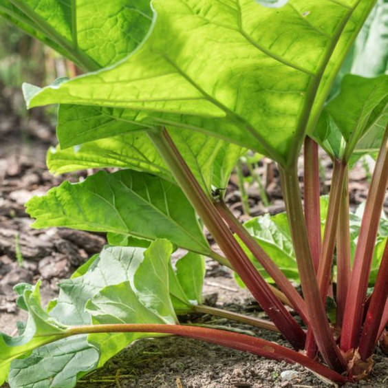 

Ревень Лидер 0,5 г