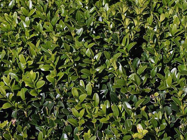 

Самшит вечнозеленый BUXUS SEMPERVIRENS