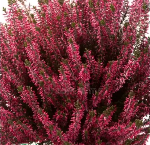 

ВЕРЕСК "САМАРА" (Calluna vulgaris 'Samara') / Саженцы (ЗКС)