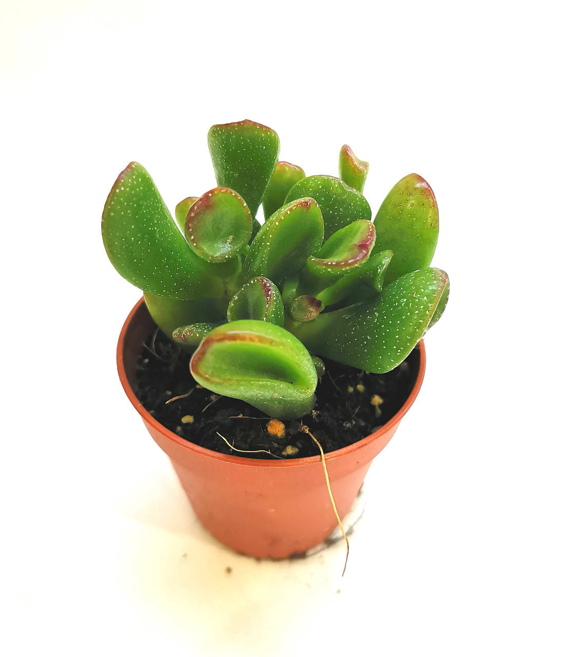 

Крассула Crassula ovata Red horn Суккулент Комнатное растение, Красный