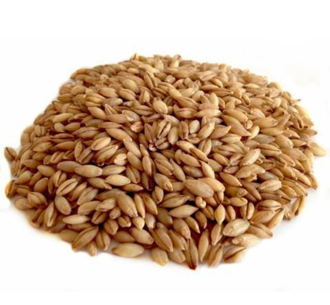 

Семена ячменя для микрозелени, микрогрин.