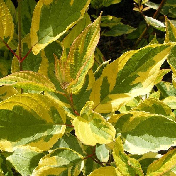 

Дерен белый Спаети, Cornus alba Spaethi