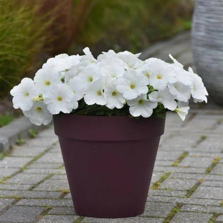 

Семена Петуния ампельная Изи Вейв F1 белая 5 шт PanAmerikan . урожай 2021 г, Белый