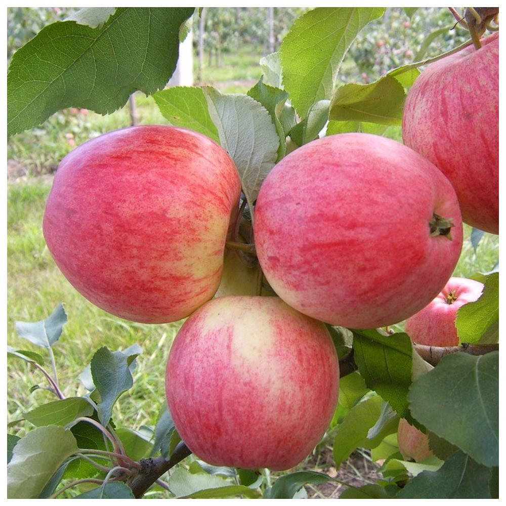 

Яблоня Конфетная