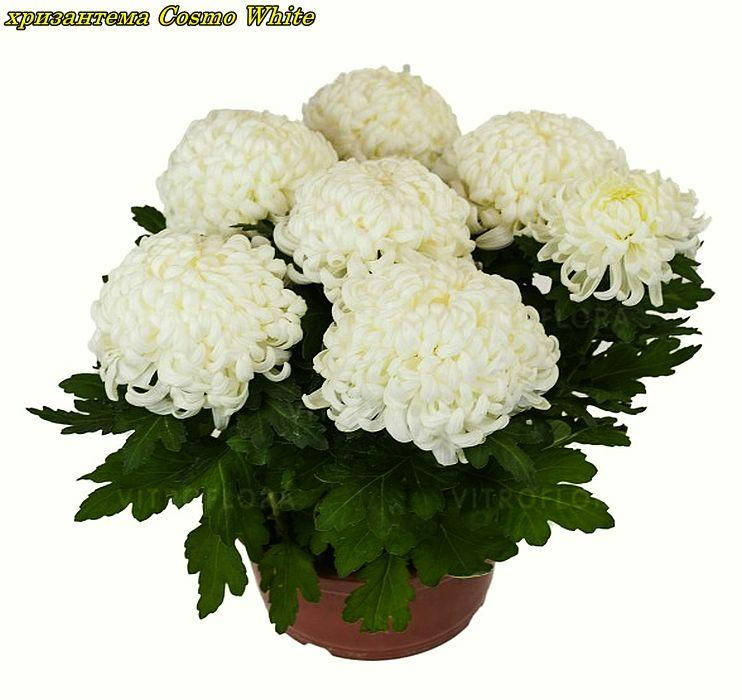 

Хризантема Cosmo White (Космо Вайт) рассада