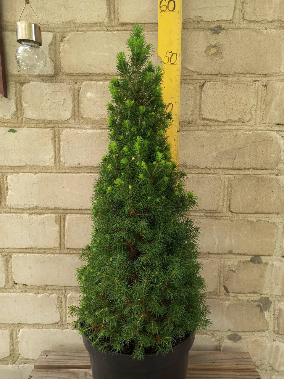 

Ялина канадська Перфекта/Picea glauca Perfecta, С5, 50+см.