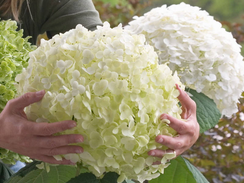 

Гортензия древовидная Стронг Аннабель, С3 / Hydrangea arborescens Strong Annabelle