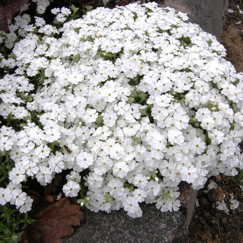 

Флокс шиловидный Maischnee (Майшнее), с комом земли