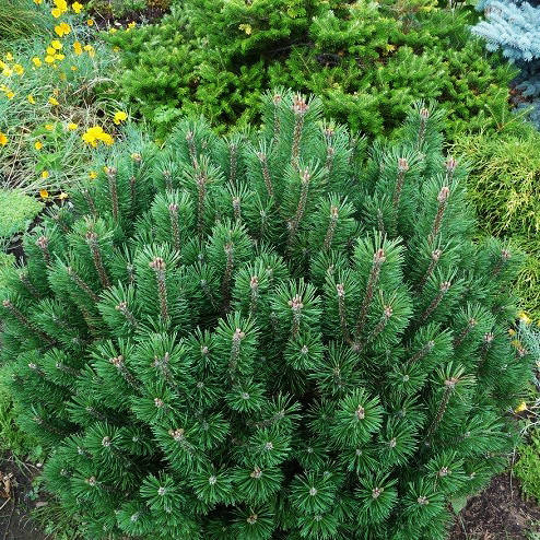 

Сосна горная Пумилио / С5 / Pinus mugo Рumilio