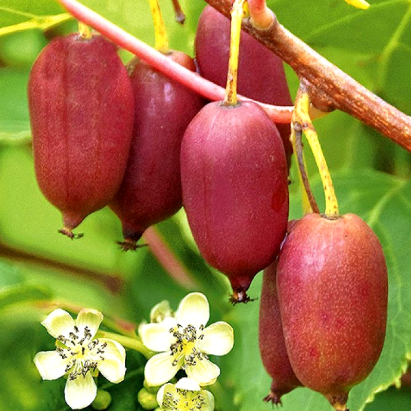 

Саженцы актинидии (киви) Кенс Ред (Kens Red) - женский сорт, морозостойкая, урожайная
