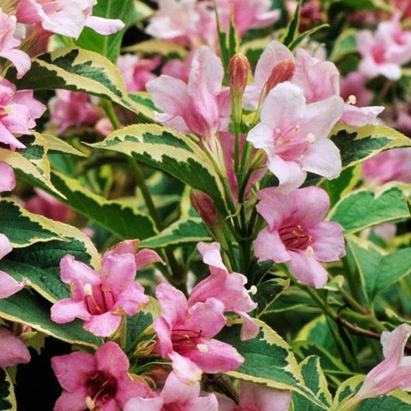 

Саженец Вейгела Nana Variegata 1,5 л