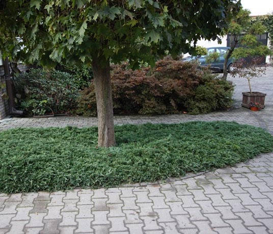 

Можжевельник горизонтальный Вилтони Р9 (Juniperus horyzontalis Wiltonii)